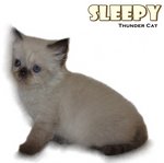 Sleepy - Ragdoll Cat