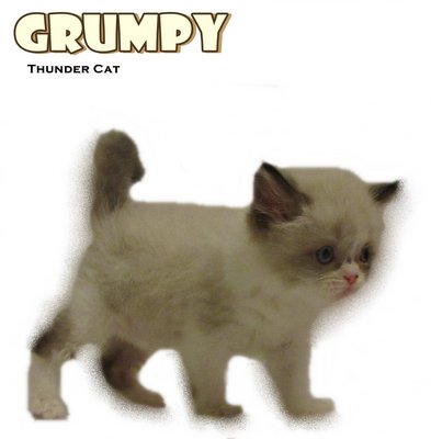 Grumpy - Ragdoll Cat