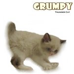 Grumpy - Ragdoll Cat