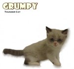 Grumpy - Ragdoll Cat