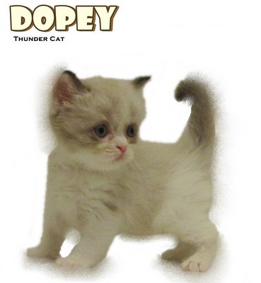 Dopey - Ragdoll Cat