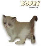 Dopey - Ragdoll Cat