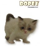 Dopey - Ragdoll Cat