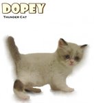 Dopey - Ragdoll Cat