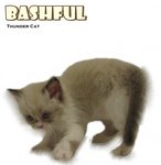 Bashful - Ragdoll Cat