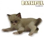 Bashful - Ragdoll Cat