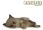 Bashful - Ragdoll Cat