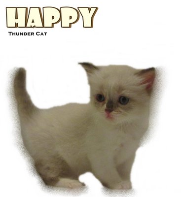 Happy - Ragdoll Cat