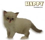 Happy - Ragdoll Cat