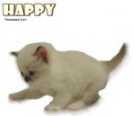 Happy - Ragdoll Cat