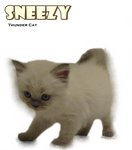 Sneezy - Ragdoll Cat