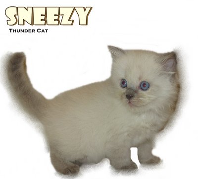 Sneezy - Ragdoll Cat