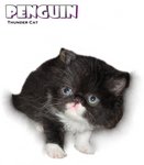 Penguin (Flat Face Persian) - Persian Cat