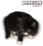 Penguin (Flat Face Persian) - Persian Cat