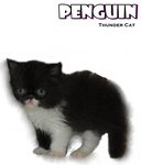 Penguin (Flat Face Persian) - Persian Cat