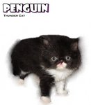 Penguin (Flat Face Persian) - Persian Cat