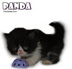 Panda (Flat Face Persian) - Persian Cat