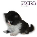 Panda (Flat Face Persian) - Persian Cat