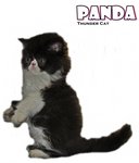 Panda (Flat Face Persian) - Persian Cat