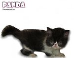 Panda (Flat Face Persian) - Persian Cat