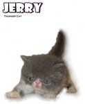 Jerry (Flat Face Persian) - Persian Cat