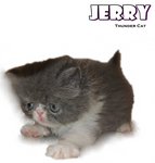 Jerry (Flat Face Persian) - Persian Cat