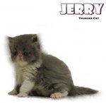 Jerry (Flat Face Persian) - Persian Cat