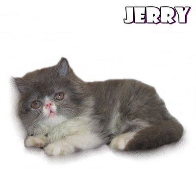 Jerry (Flat Face Persian) - Persian Cat