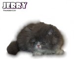 Jerry (Flat Face Persian) - Persian Cat