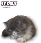 Jerry (Flat Face Persian) - Persian Cat