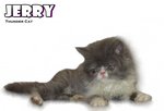 Jerry (Flat Face Persian) - Persian Cat