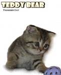 Teddy Bear - British Shorthair Cat