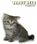 Teddy Bear - British Shorthair Cat