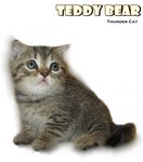 Teddy Bear - British Shorthair Cat