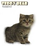 Teddy Bear - British Shorthair Cat