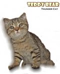 Teddy Bear - British Shorthair Cat