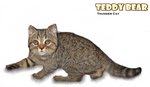 Teddy Bear - British Shorthair Cat