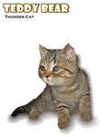 Teddy Bear - British Shorthair Cat