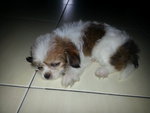 Shihtzu - Shih Tzu Dog