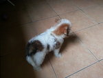 Shihtzu - Shih Tzu Dog