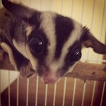 Rambo And Sigal - Sugar Glider Small & Furry