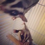 Rambo And Sigal - Sugar Glider Small & Furry