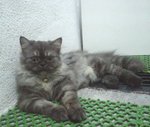 Gace Lovell - Domestic Long Hair Cat