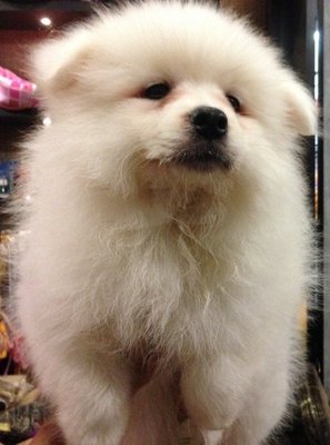 Samoyed -pure White Pure Breed  - Samoyed Dog