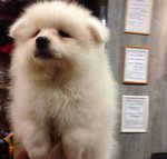 Samoyed -pure White Pure Breed  - Samoyed Dog