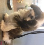 Shih Tzu - Thick Coat And Cute  - Shih Tzu Dog