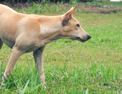 ♥ ..meadow.. ♥ - Whippet Mix Dog