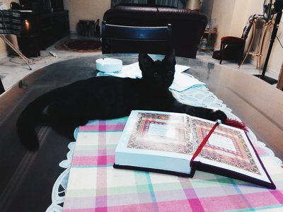 &quot;Baraka&quot; The Black Cat - Domestic Short Hair Cat