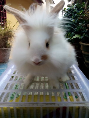 Oric - Lionhead + Angora Rabbit Rabbit