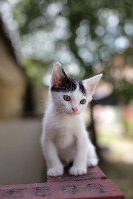 Muffin, Pumpkin And Melon - Domestic Short Hair Cat